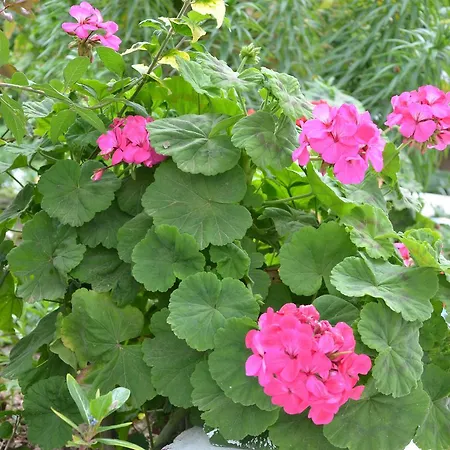 Duru Butik 3* ボドルム