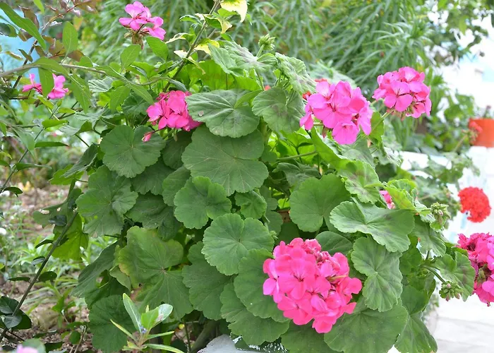 Duru Butik 3* Bodrum